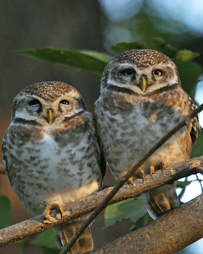 Spotted Owlet Photo by Arlene Ripley