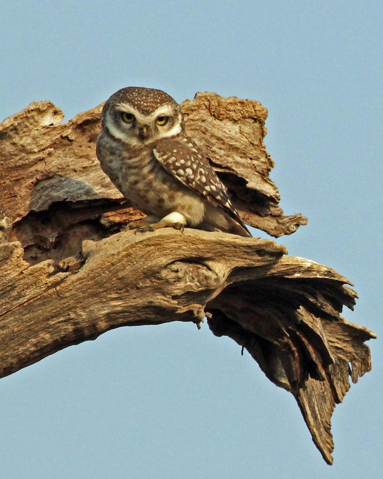 Spotted Owlet Photo by Robert Polkinghorn