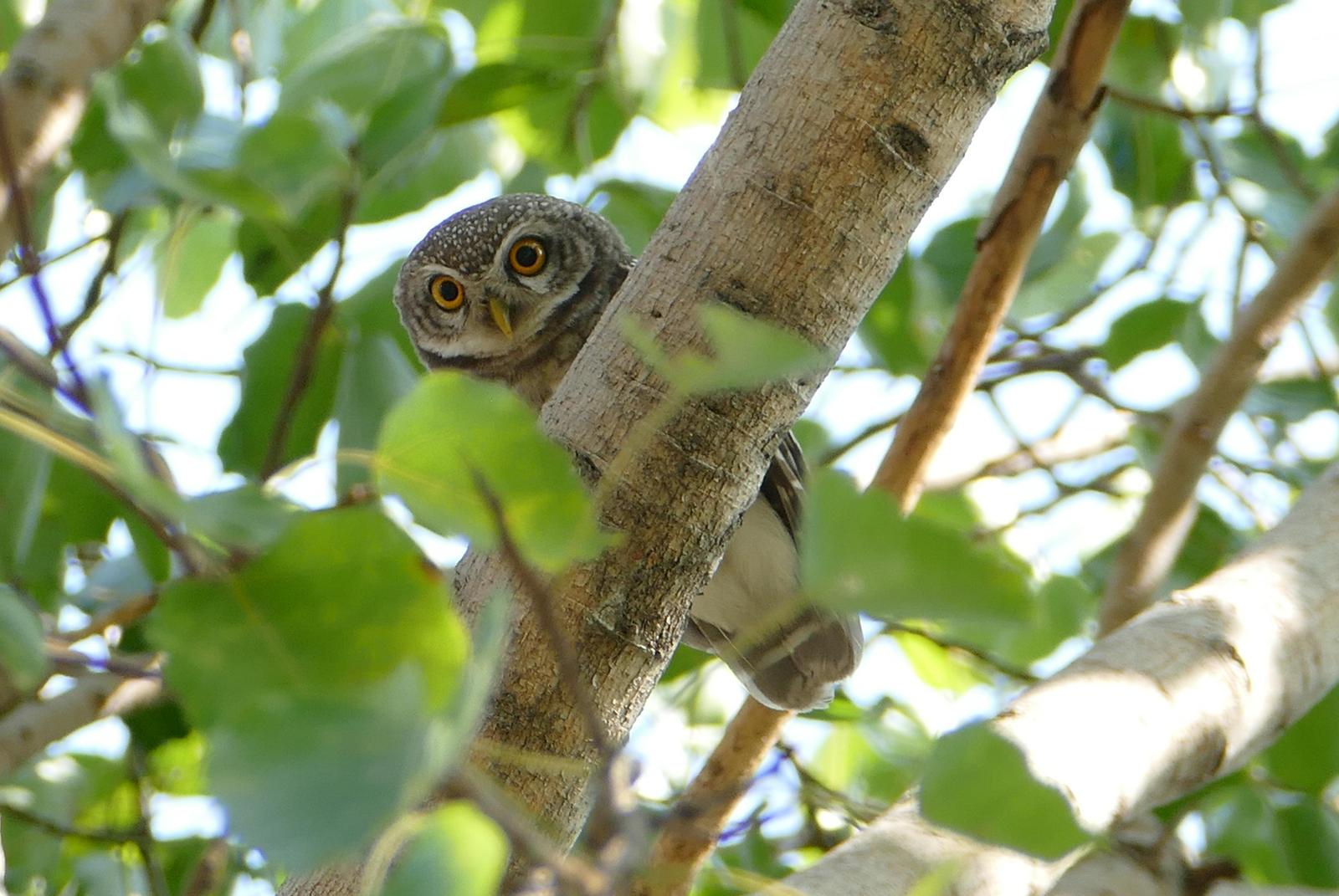 Spotted Owlet Photo by Randy Siebert