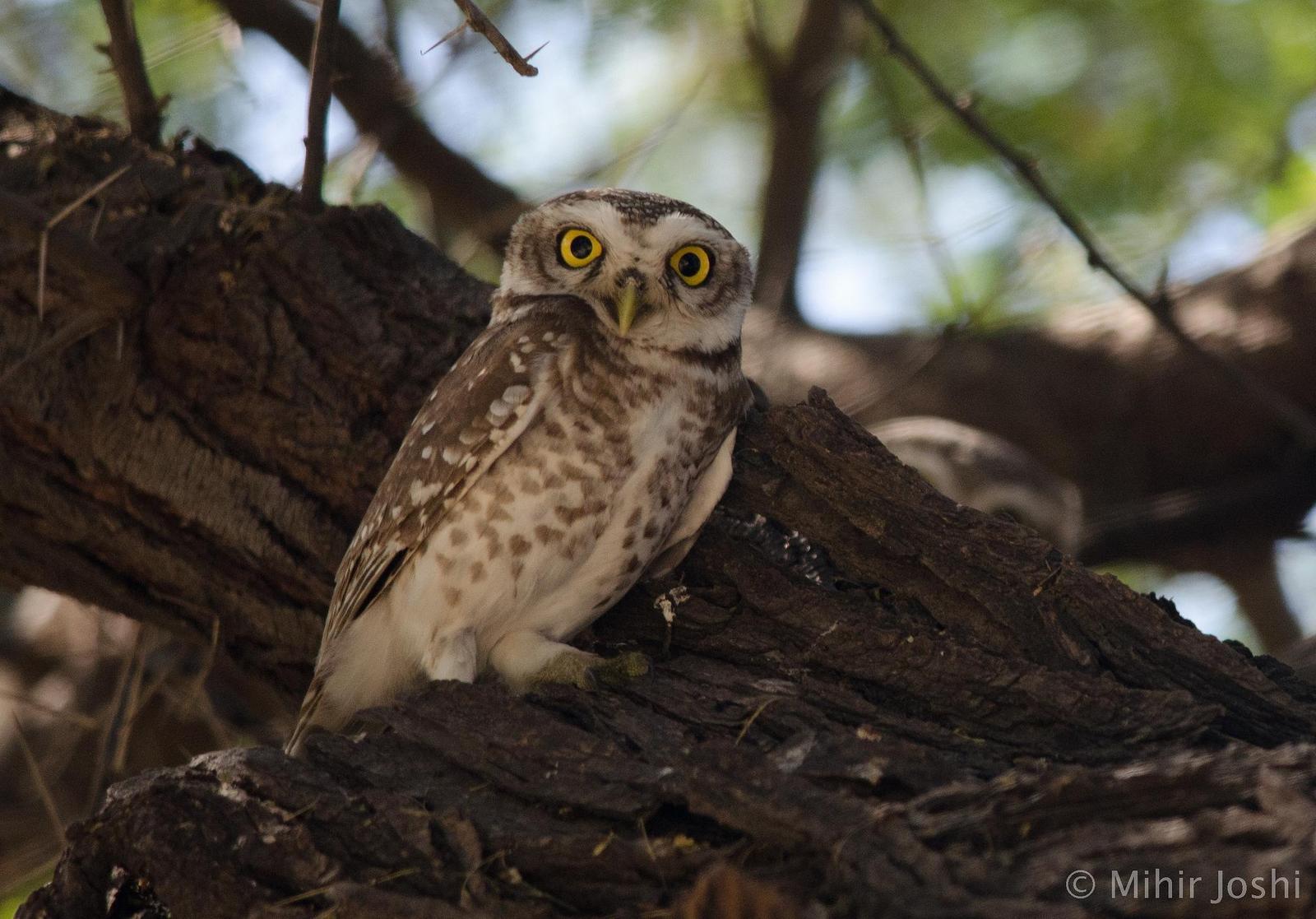 Spotted Owlet Photo by Mihir Joshi
