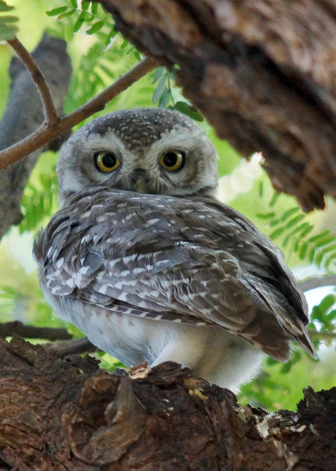 Spotted Owlet Photo by Robin Oxley