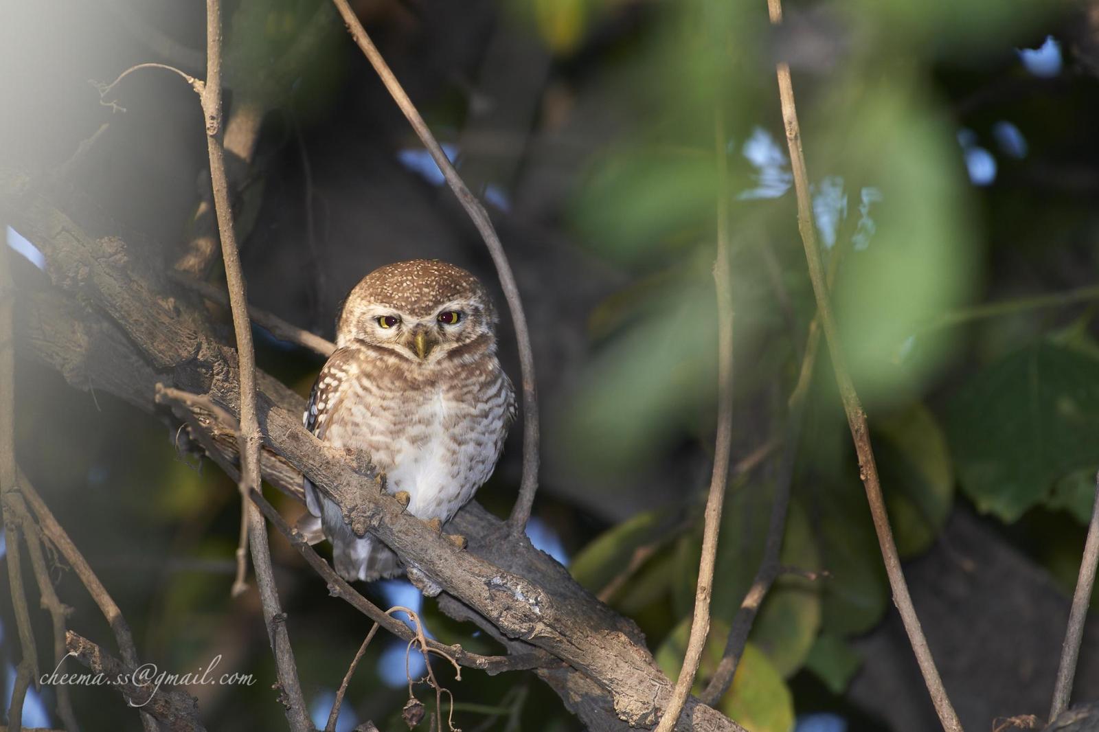 Spotted Owlet Photo by Simepreet Cheema