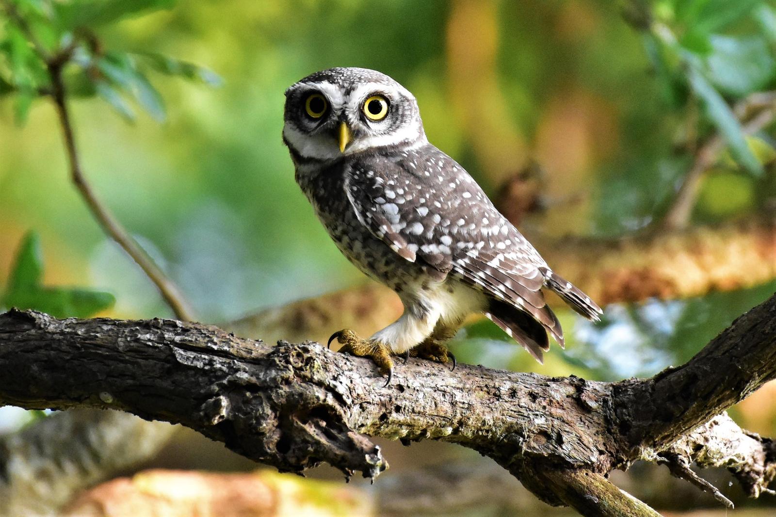 Spotted Owlet Photo by Krishnakumar Krishnan