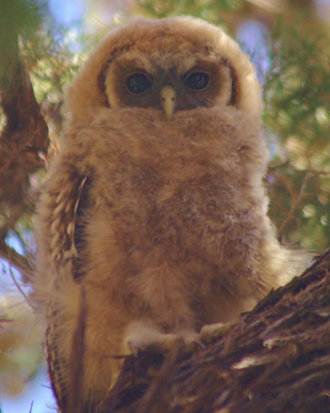 Spotted Owlet Photo by Leah R. Lewis