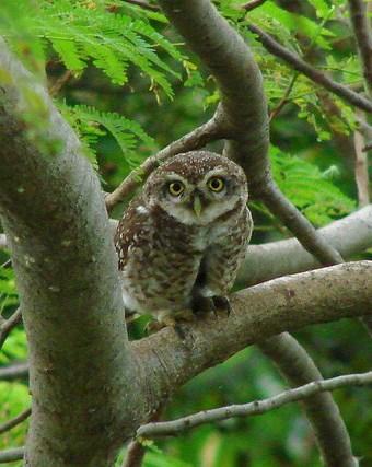 Spotted Owlet Photo by Sean Fitzgerald