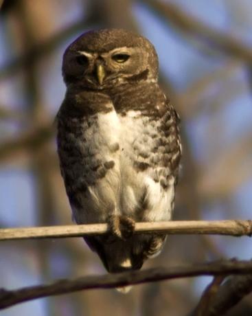 Forest Owlet Photo by Garima Bhatia