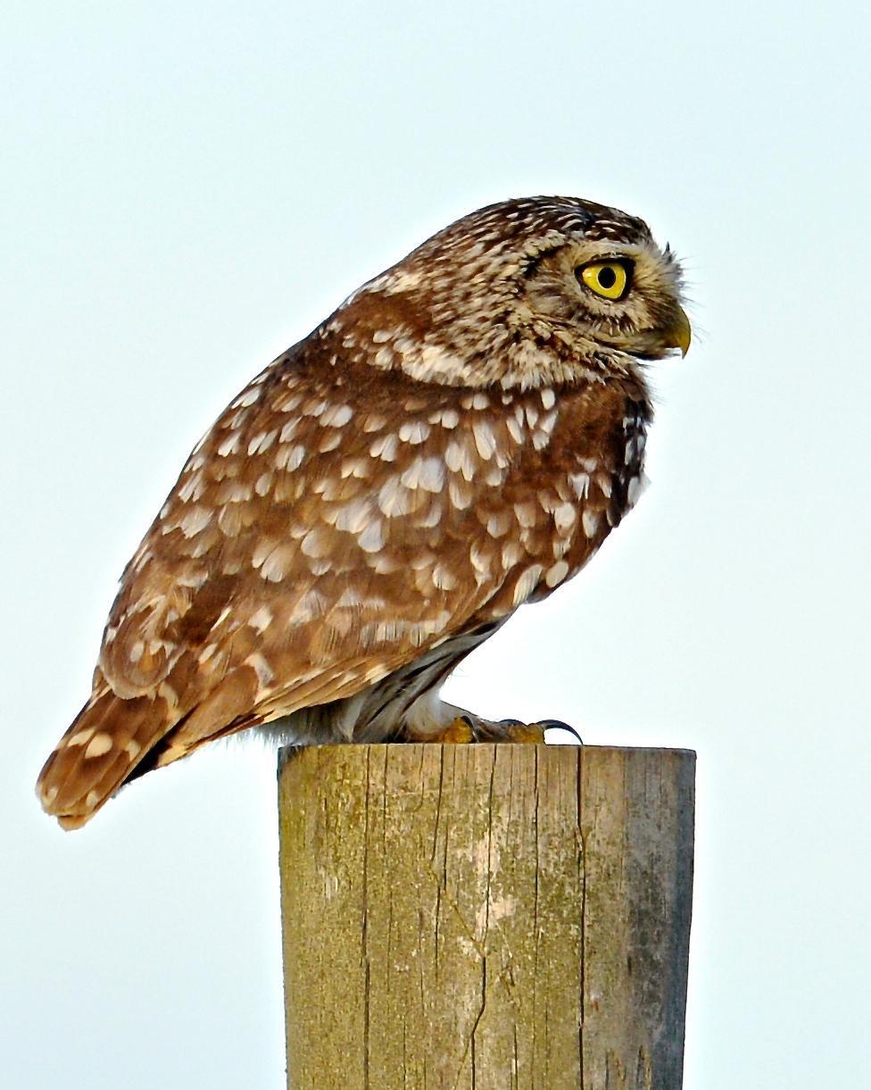 Little Owl Photo by Gerald Friesen