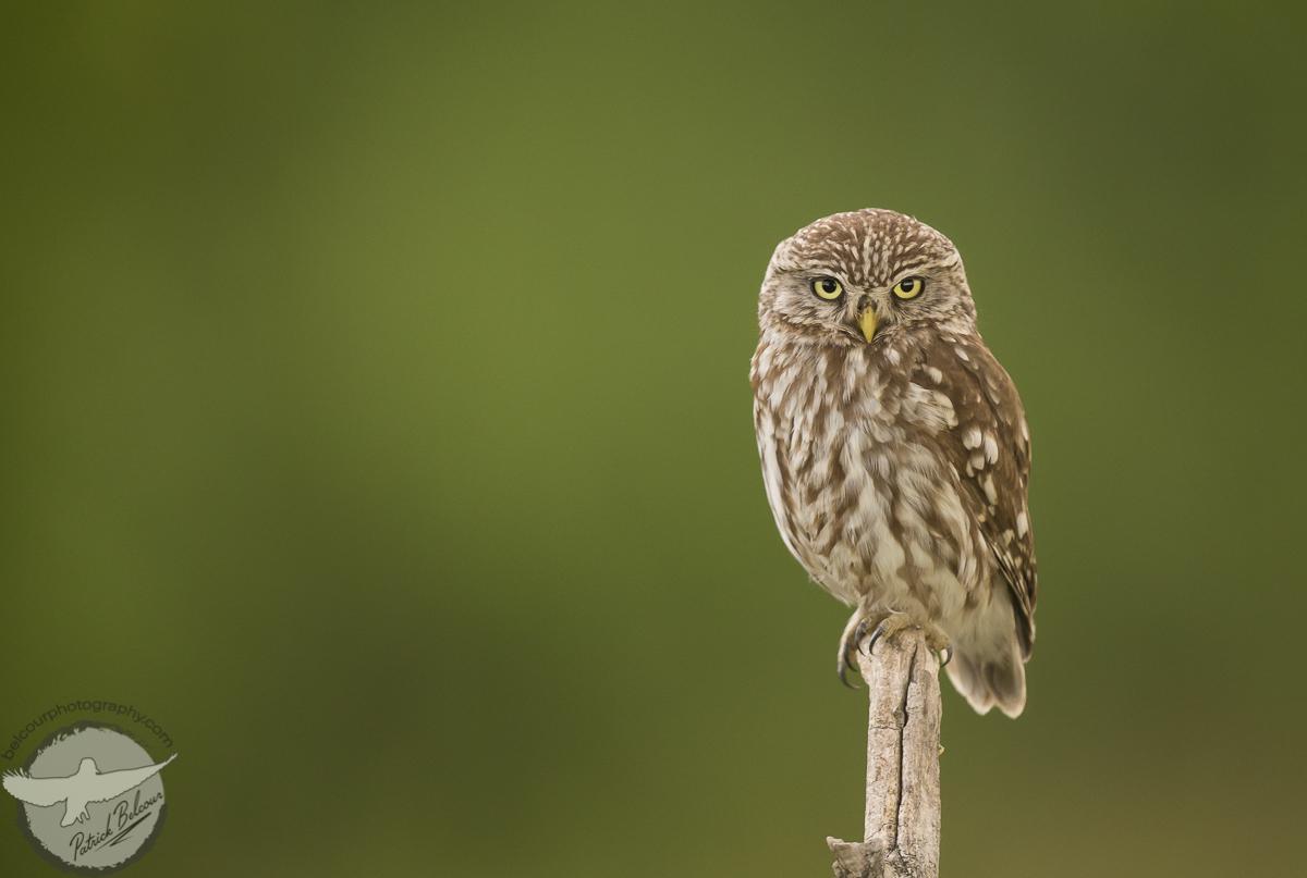 Little Owl Photo by PATRICK BELCOUR