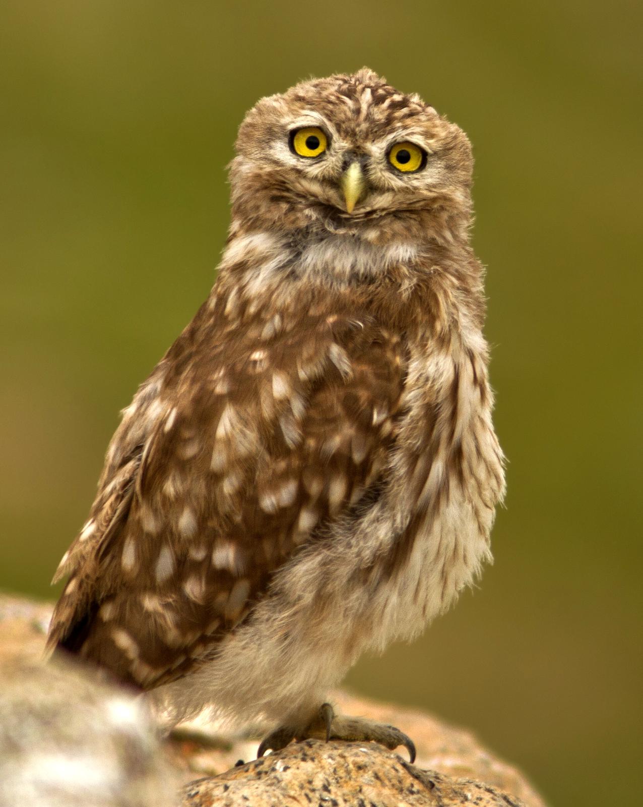 Little Owl Photo by Garima Bhatia