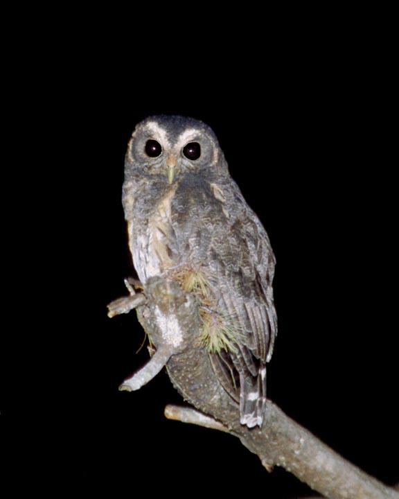 Mottled Owl Photo by Peter Boesman