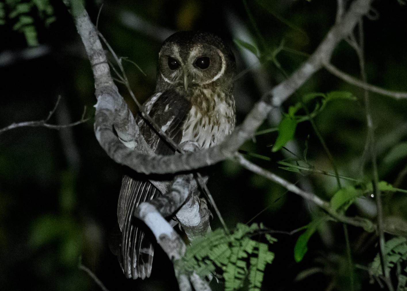 Mottled Owl Photo by Gerald Hoekstra