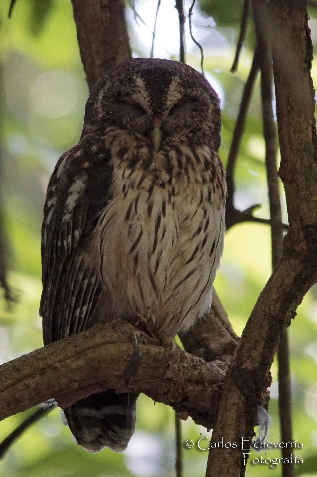 Mottled Owl Photo by Carlos Echeverría