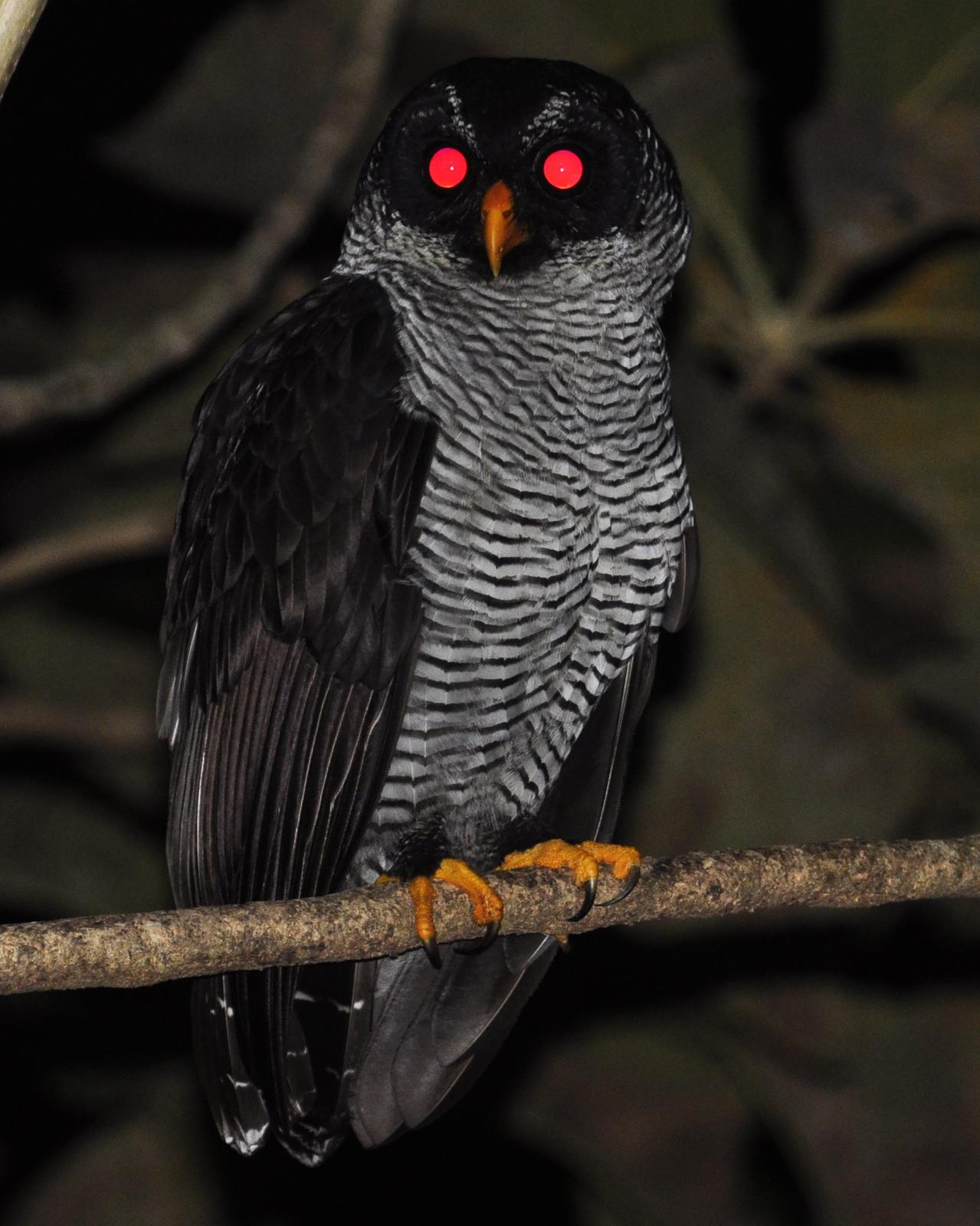 Black-and-white Owl Photo by Steve Tucker
