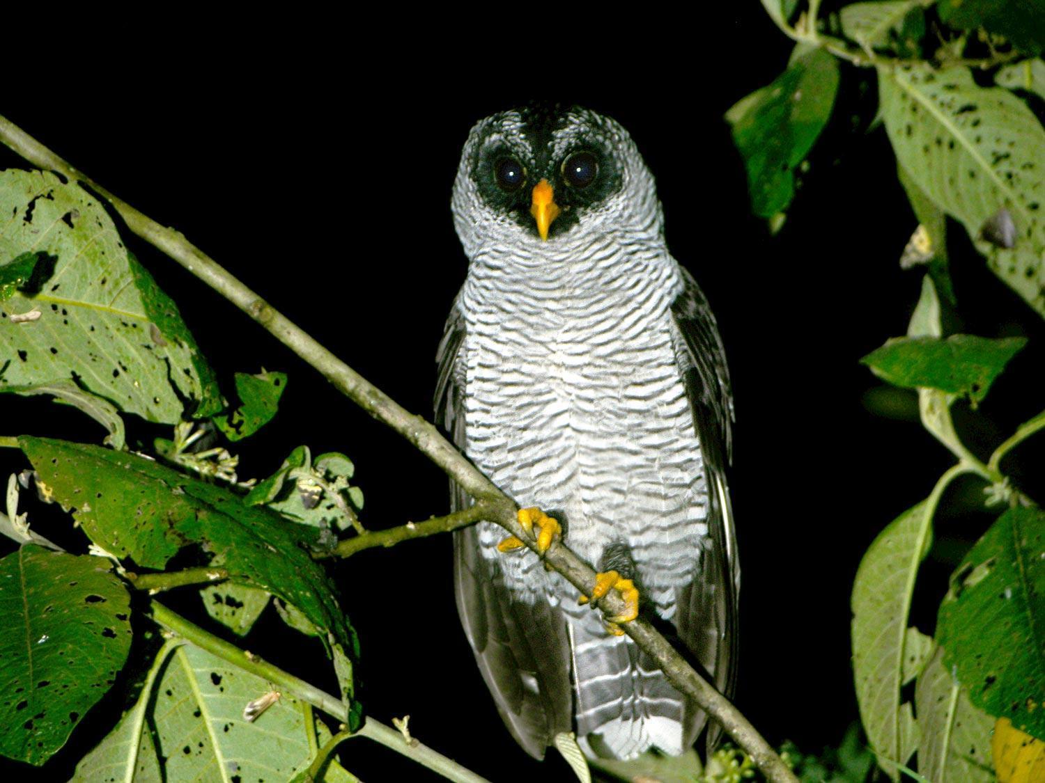 Black-and-white Owl Photo by pancho enriquez