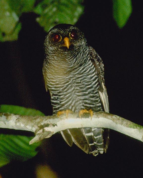Black-banded Owl Photo by Peter Boesman