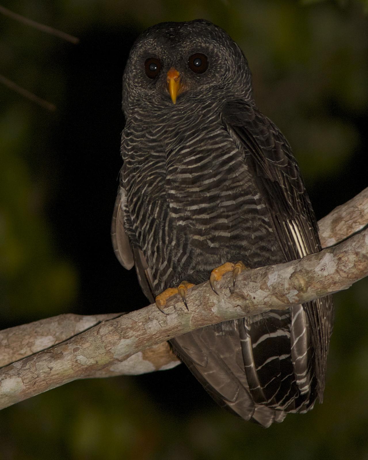 Black-banded Owl Photo by Marcelo Padua