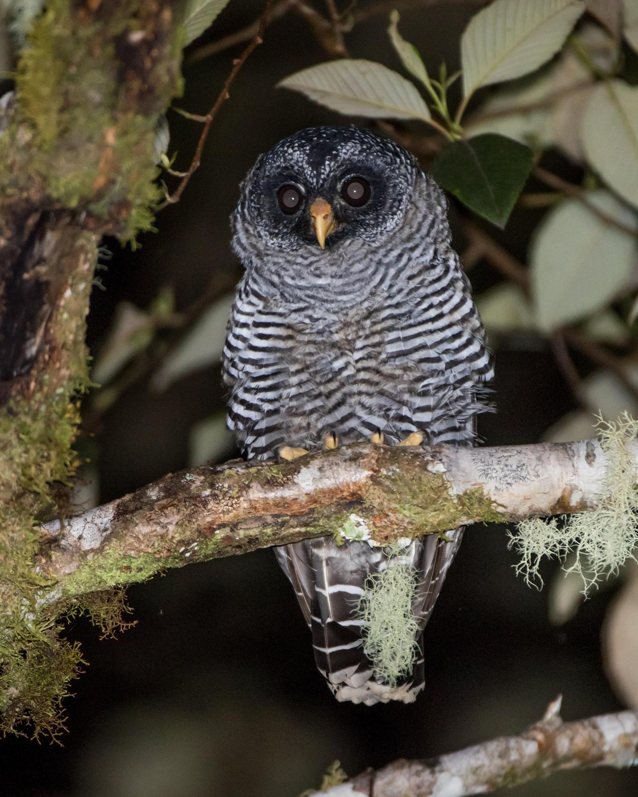 Black-banded Owl Photo by Harold Davis