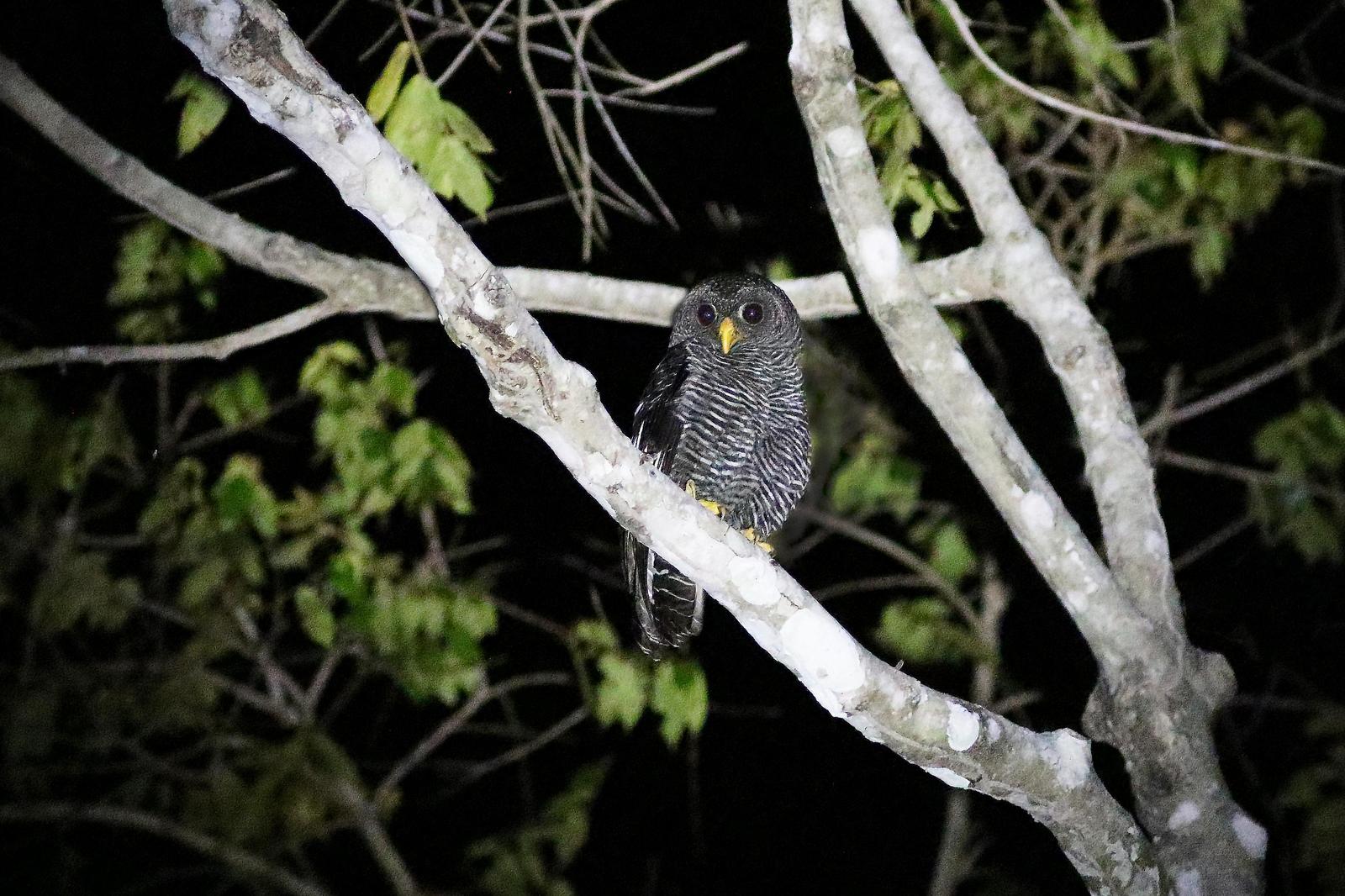 Black-banded Owl Photo by Leonardo Garrigues