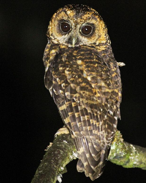 Rufous-banded Owl Photo by Luke Seitz