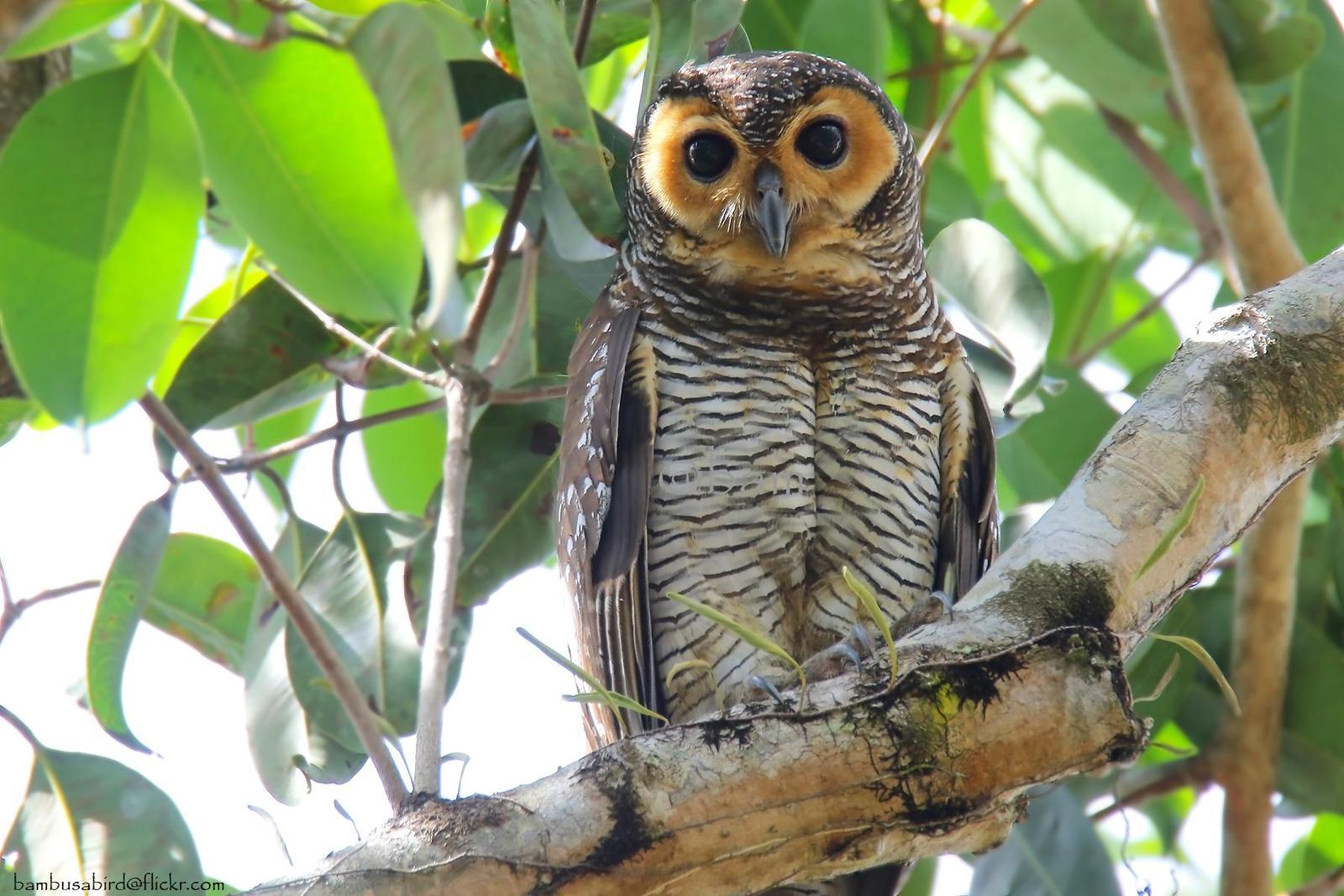 Spotted Wood-Owl Photo by Apisit Wilaijit
