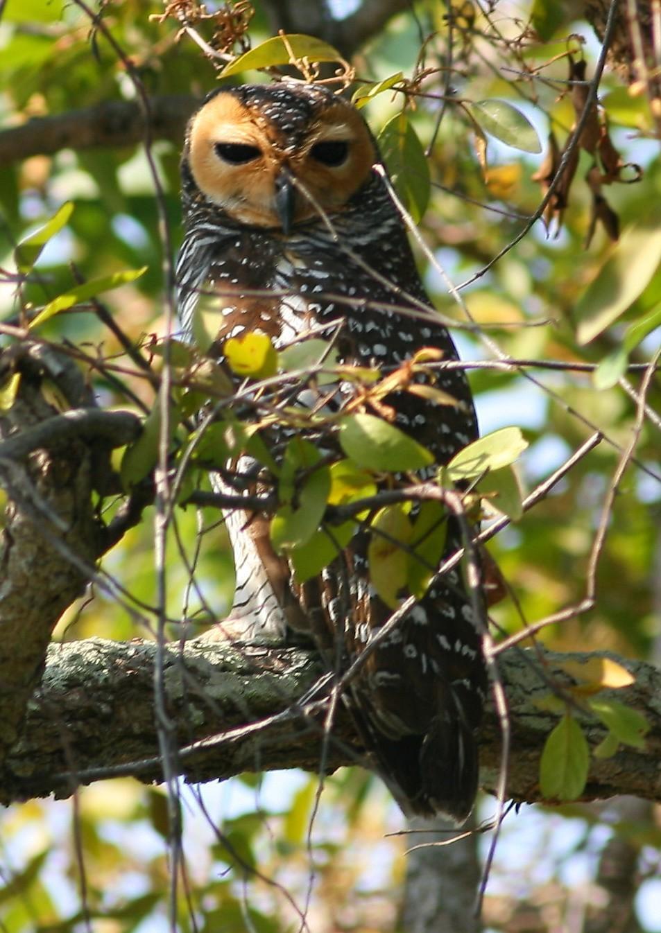 Spotted Wood-Owl Photo by Lee Harding