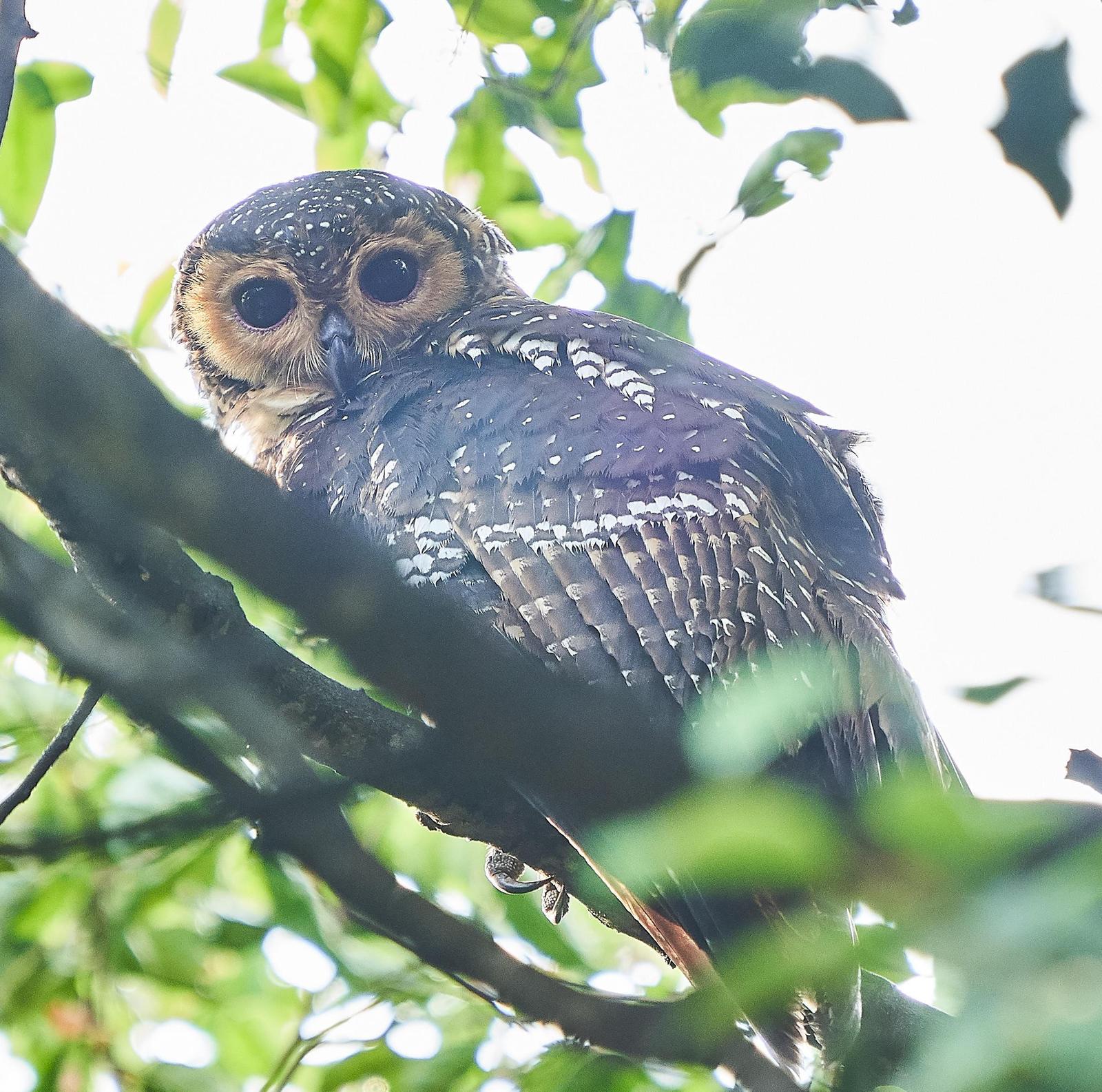 Spotted Wood-Owl Photo by Steven Cheong