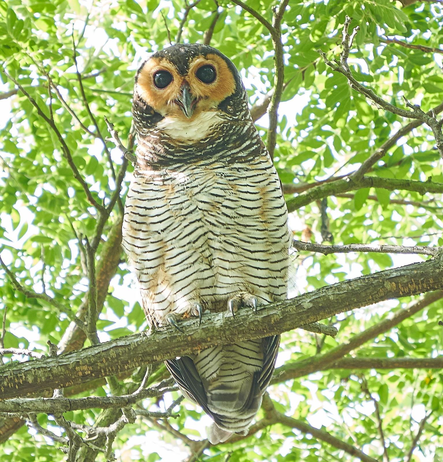 Spotted Wood-Owl Photo by Steven Cheong