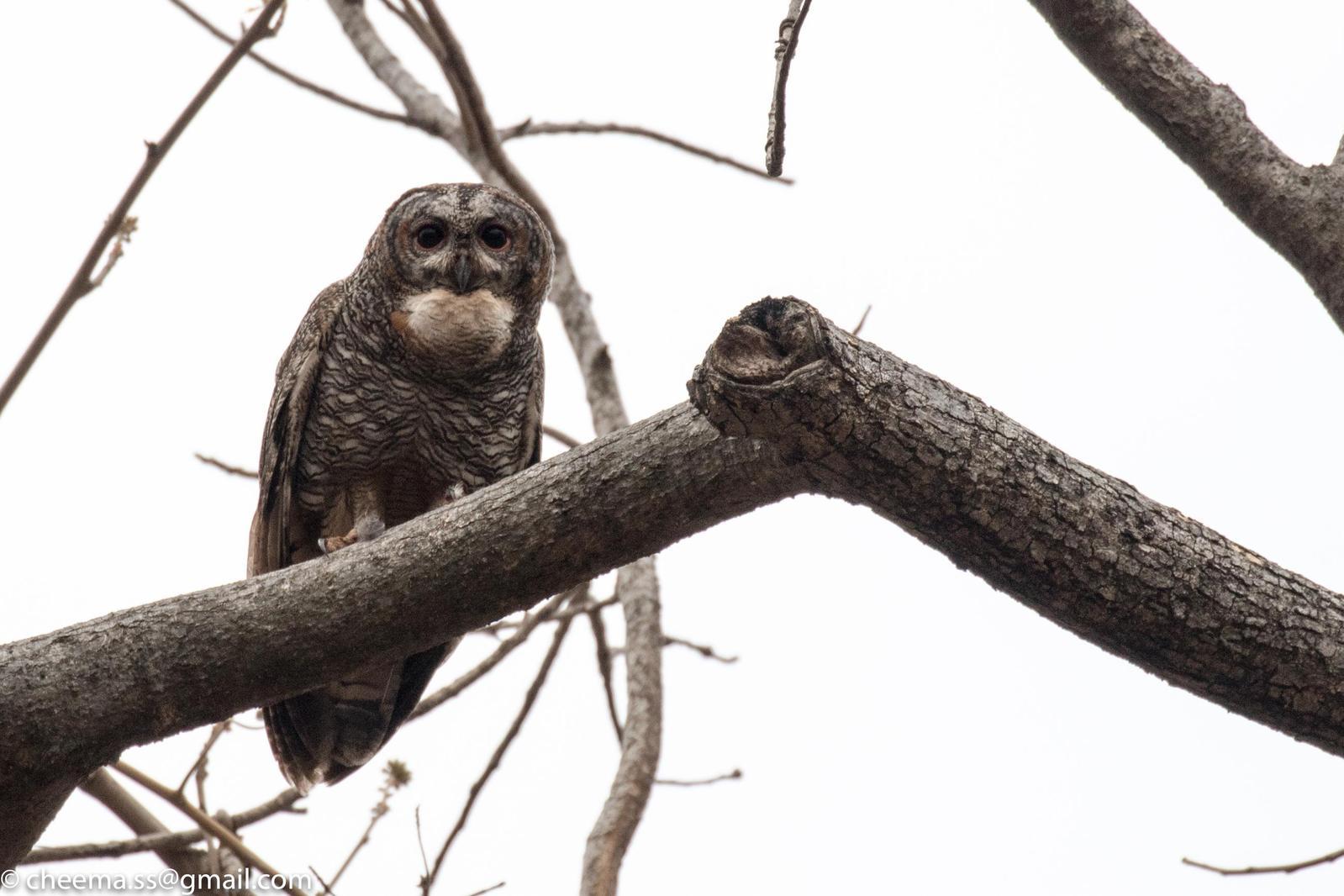 Mottled Wood-Owl Photo by Simepreet Cheema