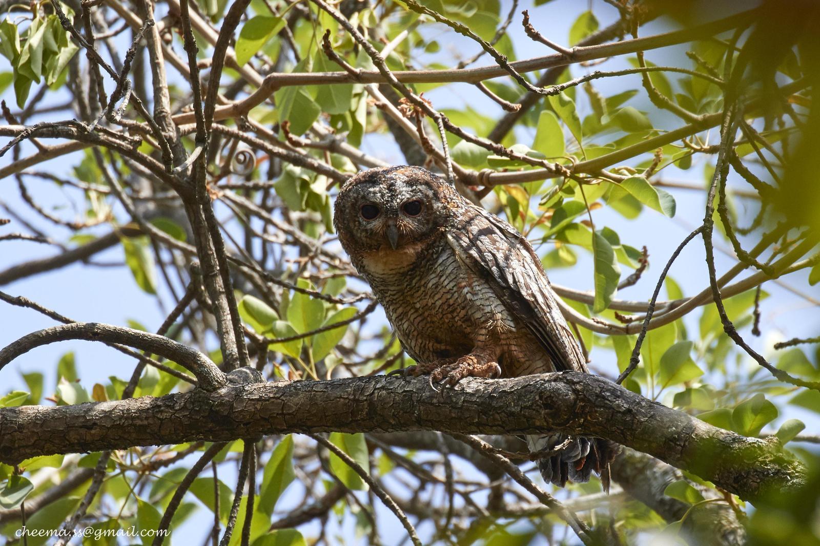Mottled Wood-Owl Photo by Simepreet Cheema
