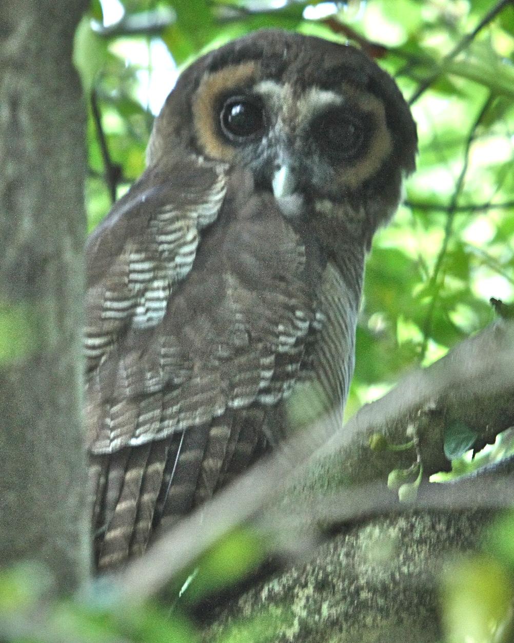 Brown Wood-Owl Photo by Knut Hansen