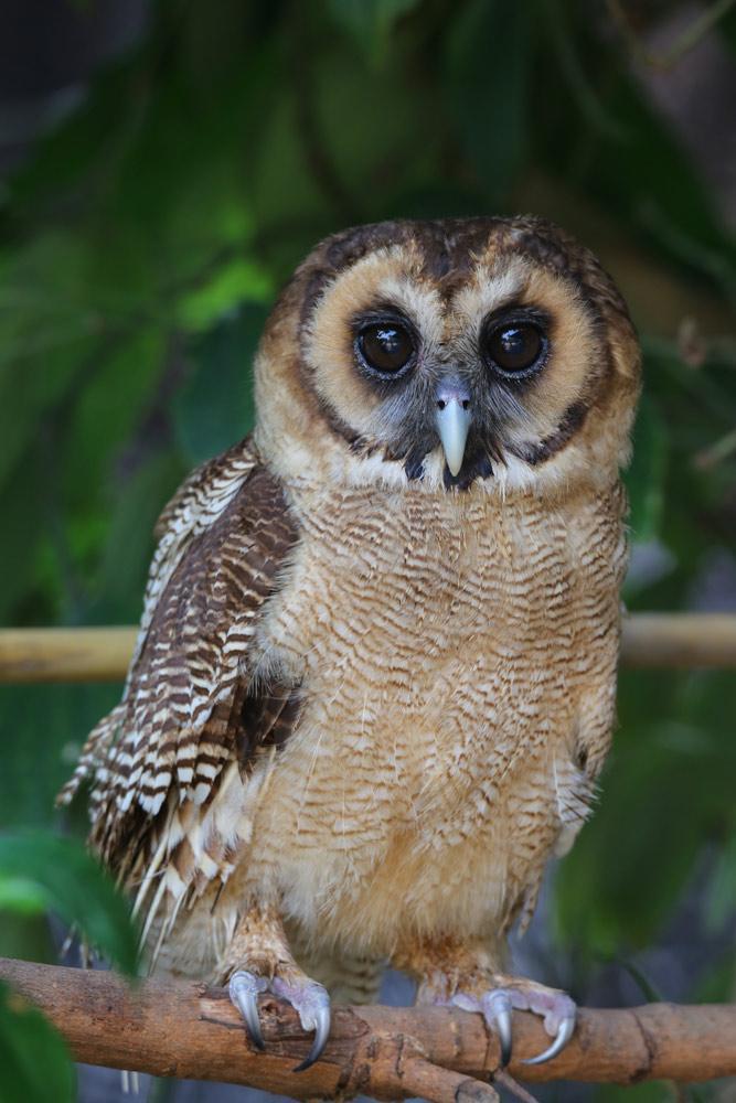 Brown Wood-Owl Photo by Apisit Wilaijit