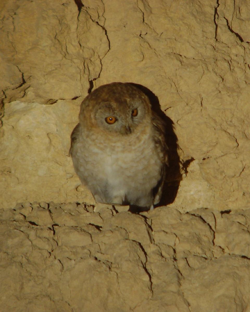 Desert Owl Photo by Chris Lansdell