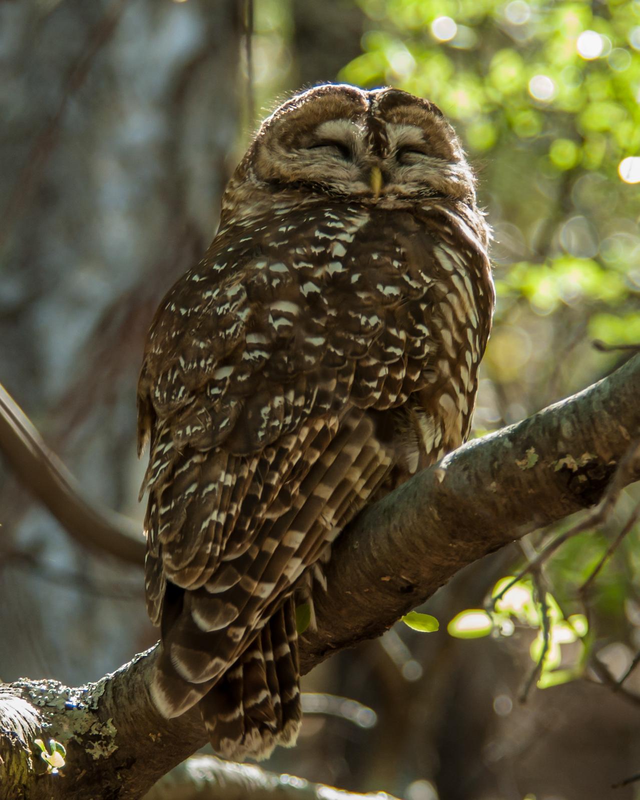 Spotted Owl Photo by Susie Nishio