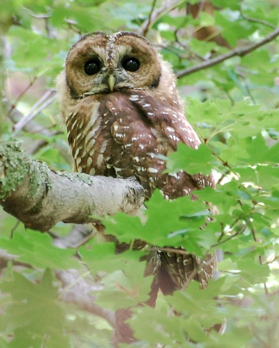 Spotted Owl Photo by David Hollie