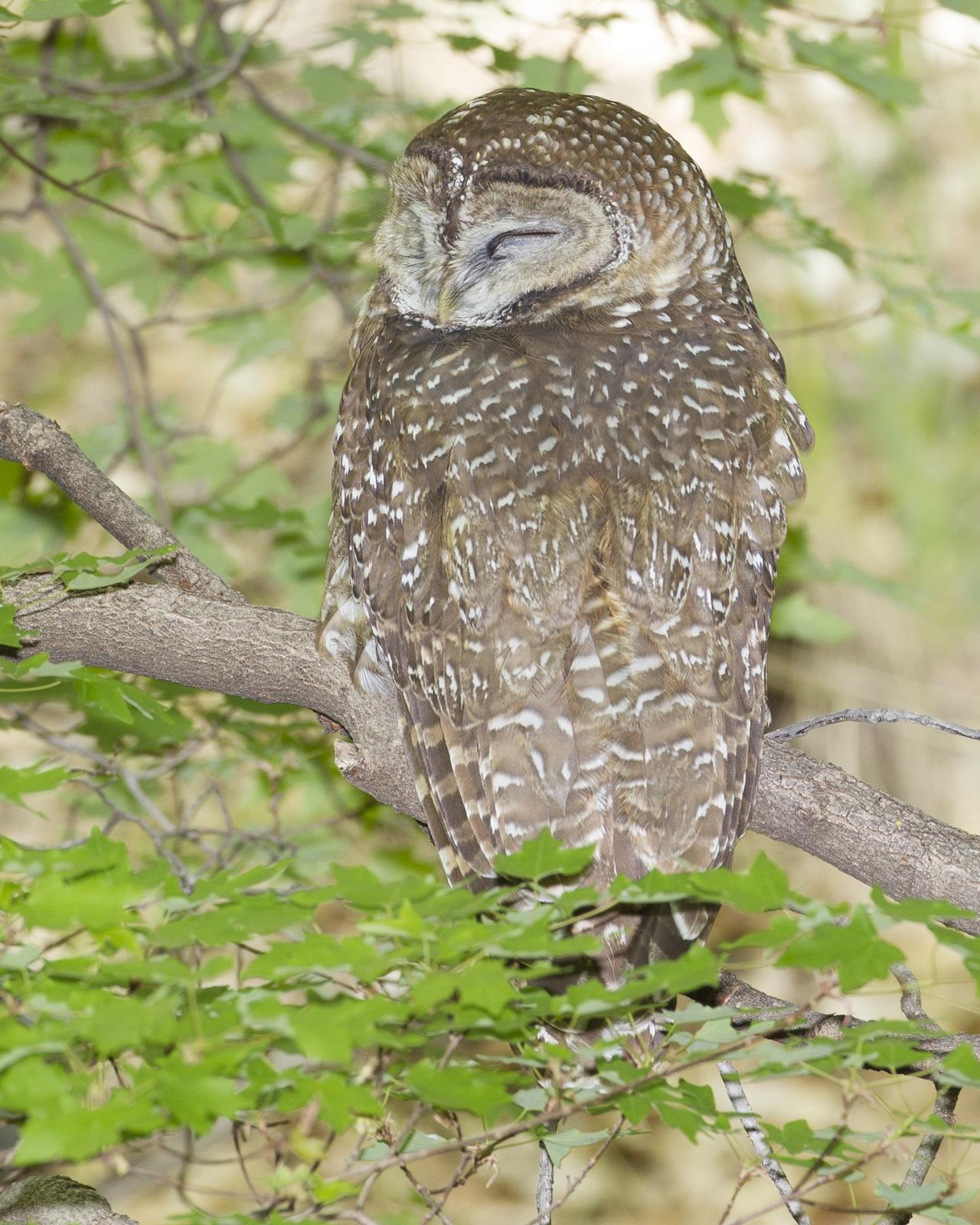 Spotted Owl Photo by Jeff Moore