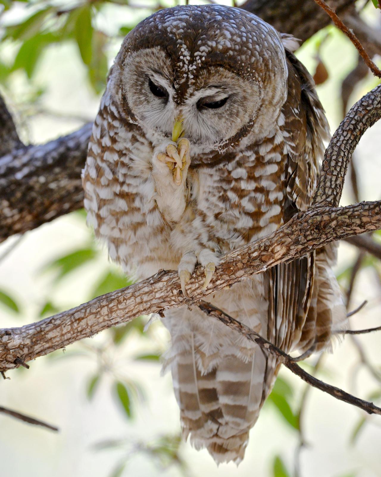 Spotted Owl (Mexican) Photo by Gerald Friesen