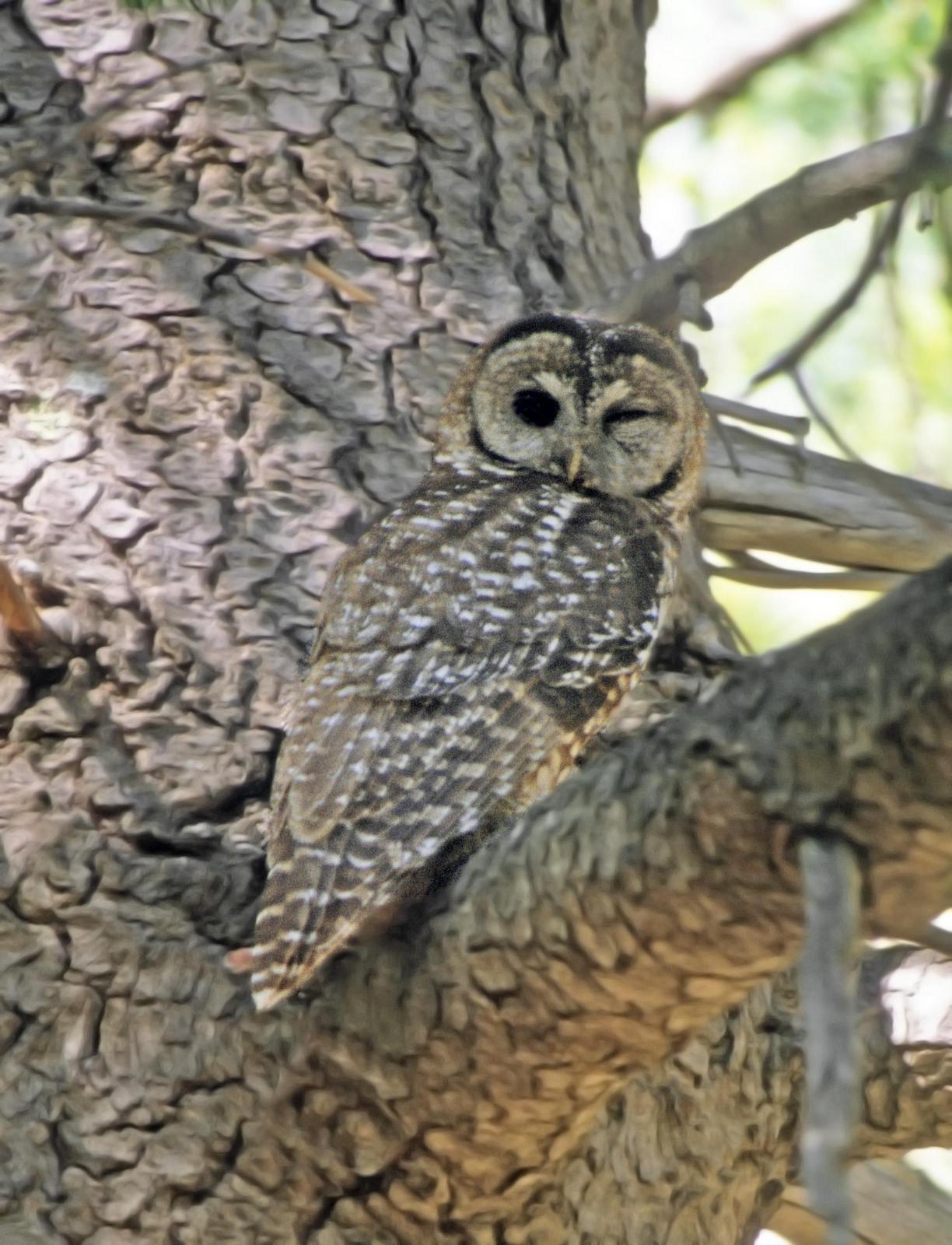 Spotted Owl (Mexican) Photo by Steven Mlodinow