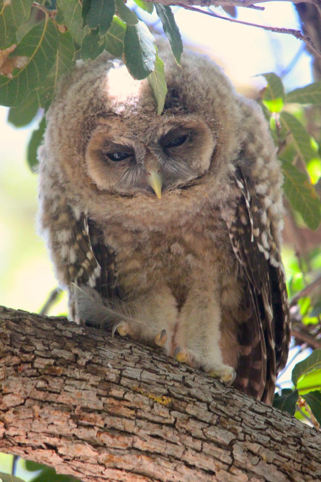 Spotted Owl (Mexican) Photo by Tom Ford-Hutchinson