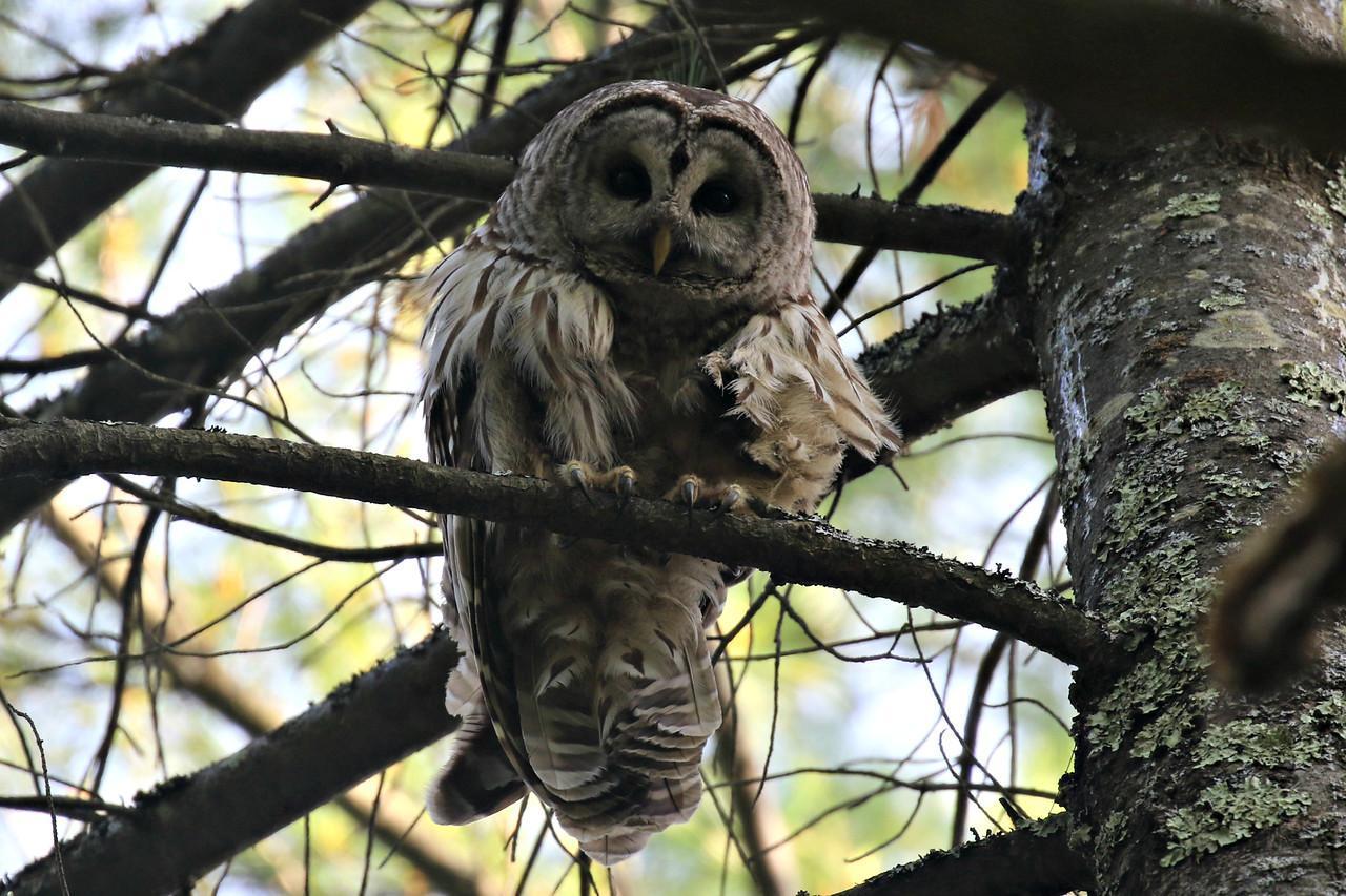 Barred Owl Photo by Ruth Morrissette