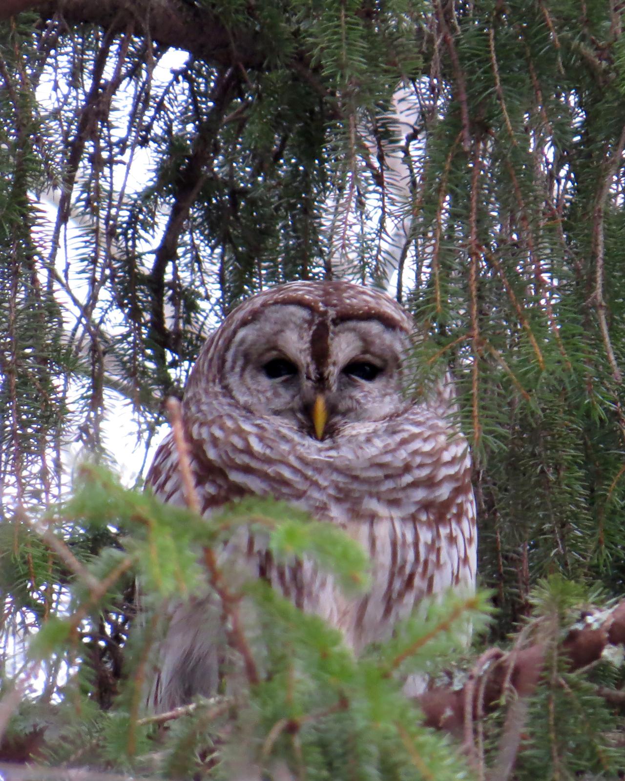Barred Owl Photo by Zachary M. Batren