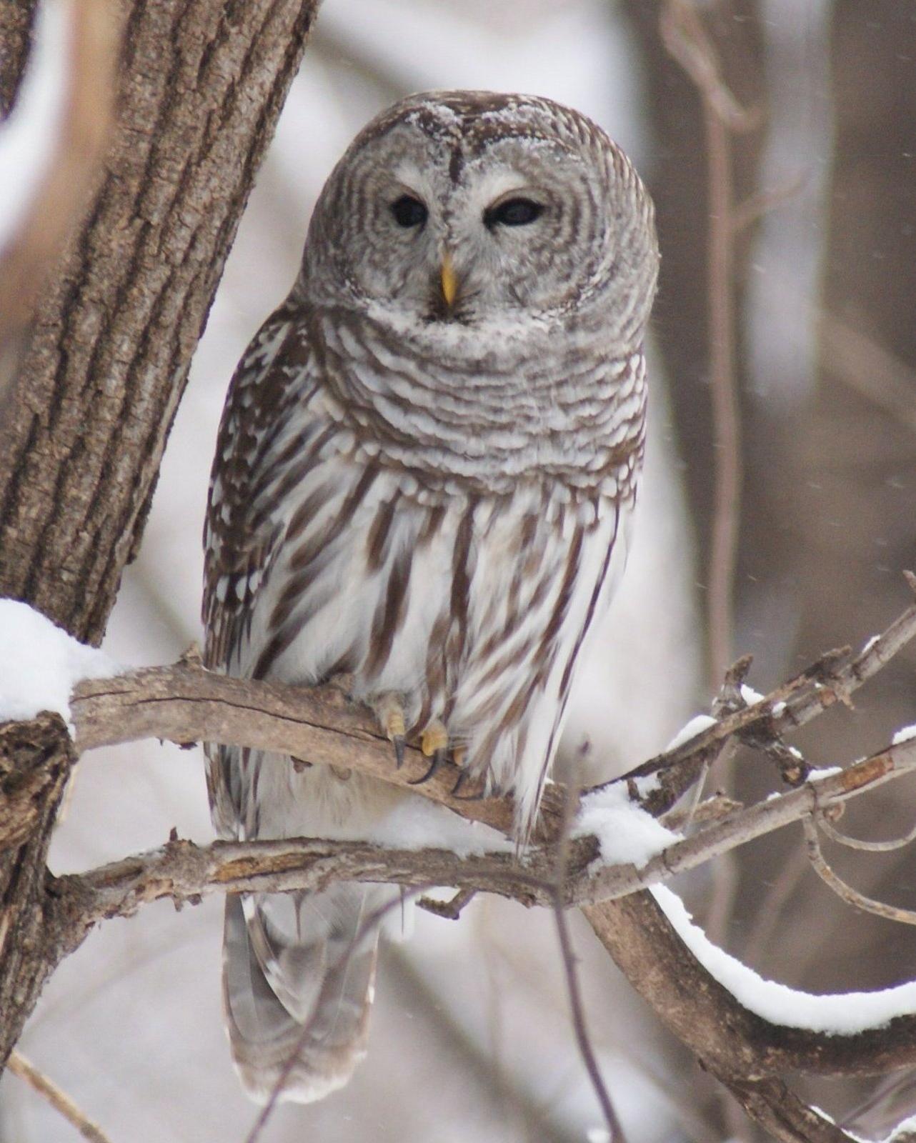 Barred Owl Photo by Robin Oxley
