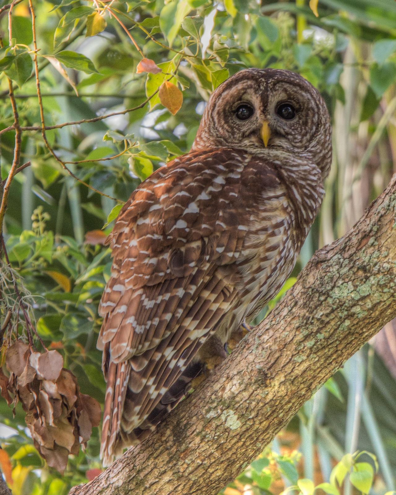 Barred Owl Photo by JC Knoll