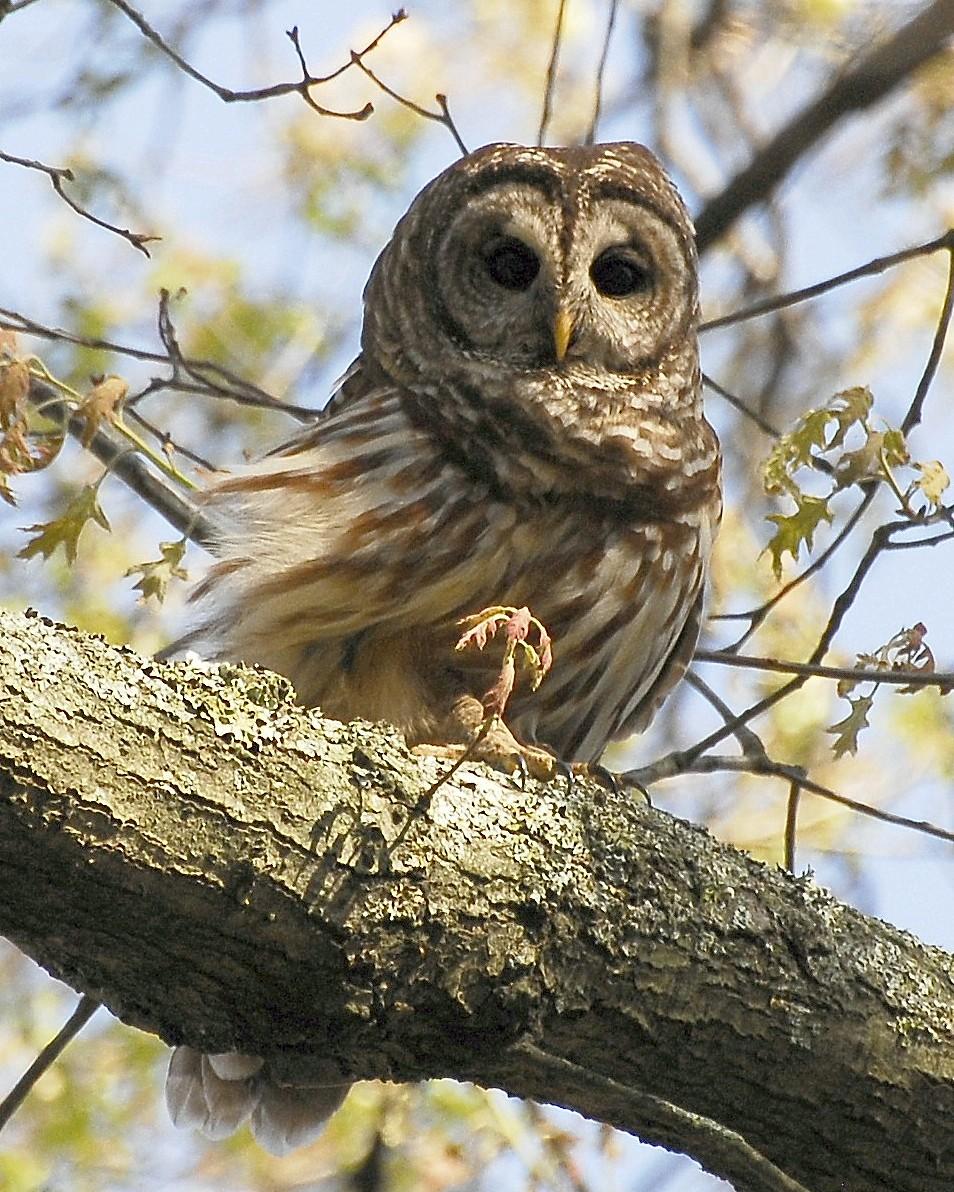 Barred Owl Photo by David Hollie