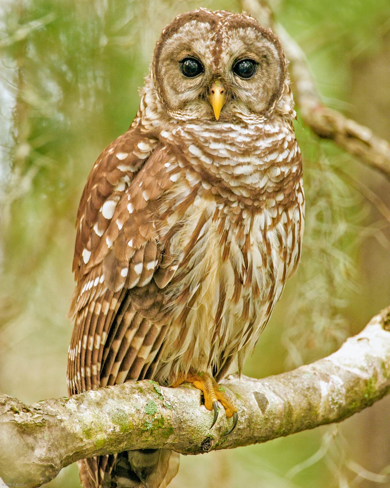 Barred Owl Photo by JC Knoll