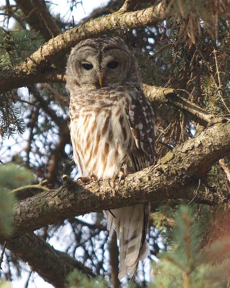 Barred Owl Photo by Gerald Hoekstra