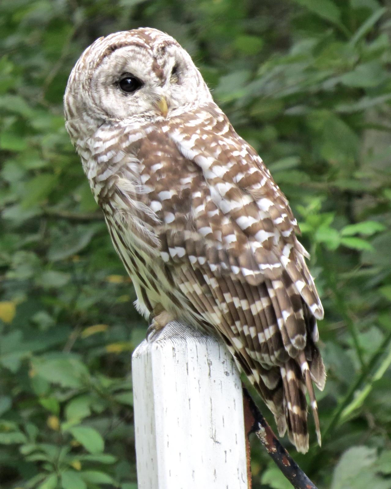 Barred Owl Photo by Robin Barker