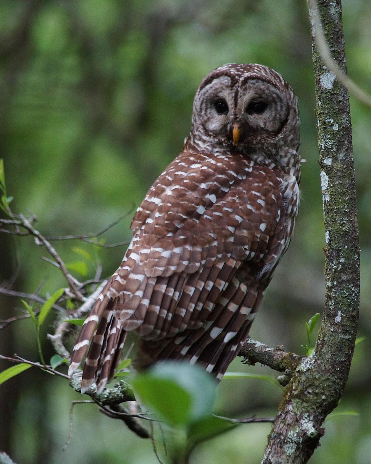 Barred Owl Photo by Steve Percival