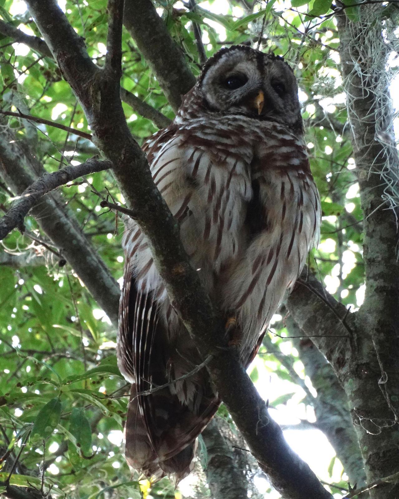 Barred Owl Photo by Emily Percival