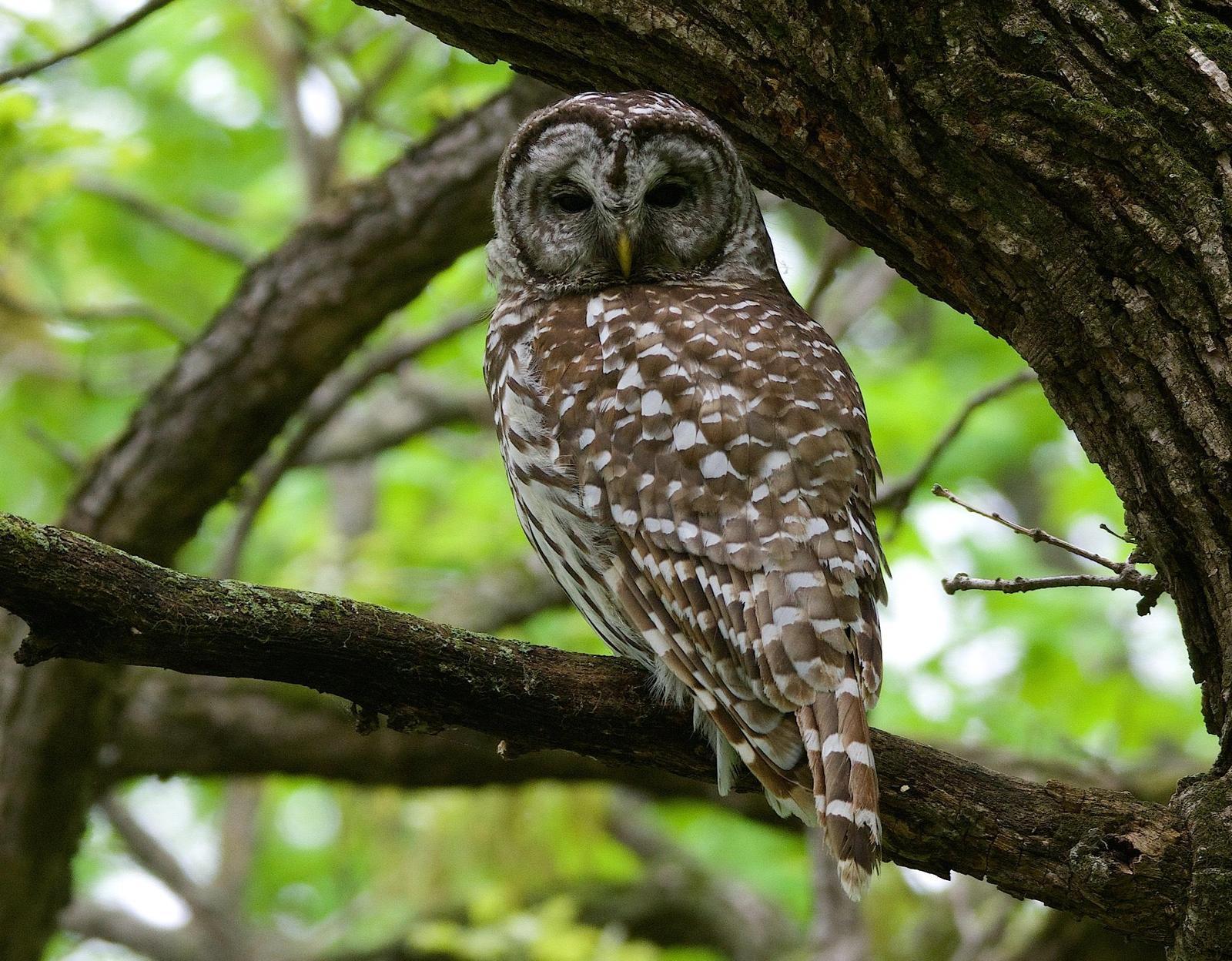Barred Owl Photo by Gerald Hoekstra