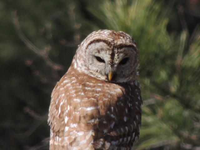 Barred Owl Photo by Tony Heindel